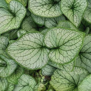 Silver Heart Brunnera Thumbnail